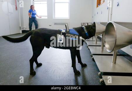 Vancouver, Canada. 18 août 2021. Le chien de détection 'Mico' place sa tête dans le support de parfum en forme de cône pour rechercher l'odeur de COVID-19 à l'intérieur de la salle d'entraînement de l'hôpital général de Vancouver à Vancouver, Colombie-Britannique, Canada, le 18 août 2021. Les premiers chiens détecteurs COVID-19 au Canada sont formés pendant 6 mois et prêts à être déployés pour le travail dans les prochaines semaines. Credit: Liang Sen/Xinhua/Alay Live News Banque D'Images