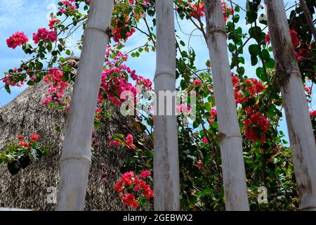 Mexique Playa del Carmen - Fence avec fleurs en papier Banque D'Images