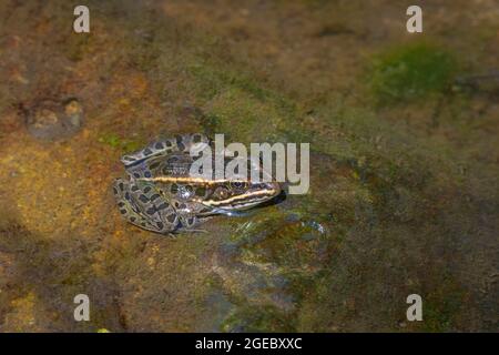 Young Plains Leopard Frog- (Lithobates blairi- anciennement Rana blairi), se trouve sur la roche humide au soleil, Castle Rock Colorado USA. Photo prise en août. Banque D'Images