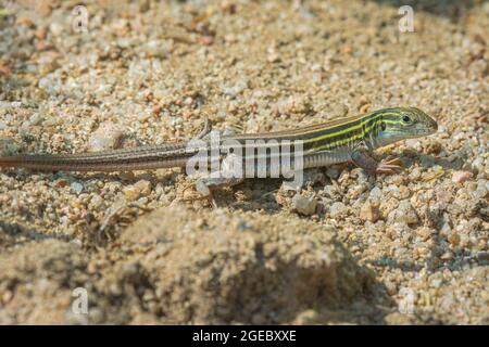 Lizard Racanceur à six lignes (Aspidoscelis sexlineata) se réchauffant sur une rive sablonneuse jusqu'à East Plum Creek, Castle Rock Colorado USA. Photo prise en août. Banque D'Images