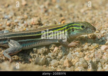 Lizard Racanceur à six lignes (Aspidoscelis sexlineata) se réchauffant sur une rive sablonneuse jusqu'à East Plum Creek, Castle Rock Colorado USA. Photo prise en août. Banque D'Images