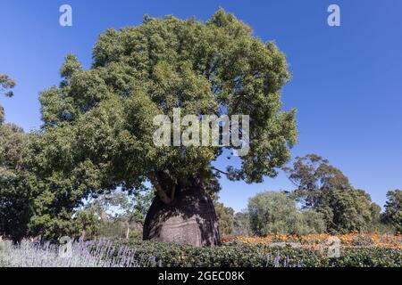 Queensland Bottle Tree grandir dans le parc Banque D'Images