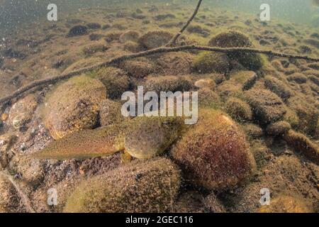 Le tadpole de la grenouille-taureau américaine (Lithobates catesbeianus) repose au fond d'une rivière de Californie où cette espèce est présente dans des espèces introduites et envahissantes. Banque D'Images
