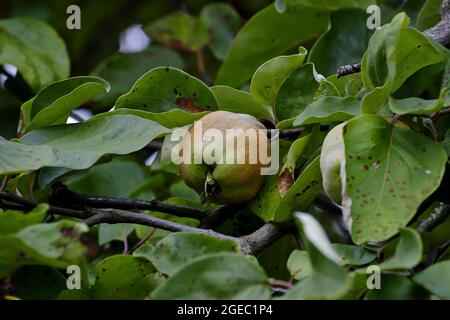 Bereczki-Quince, coing à la poire [Cydonia oblonga) sur l'arbre avant la récolte au début de l'été Banque D'Images