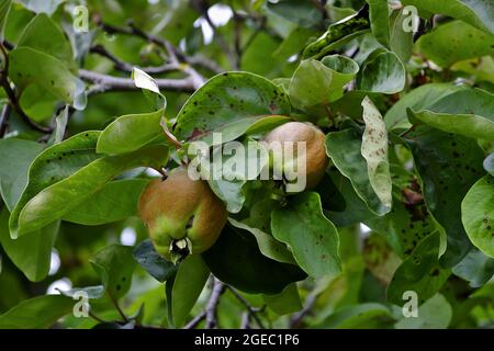 Bereczki-Quince, coing à la poire [Cydonia oblonga) sur l'arbre avant la récolte au début de l'été Banque D'Images