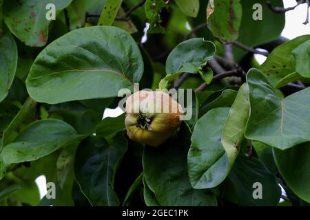 Bereczki-Quince, coing à la poire [Cydonia oblonga) sur l'arbre avant la récolte au début de l'été Banque D'Images