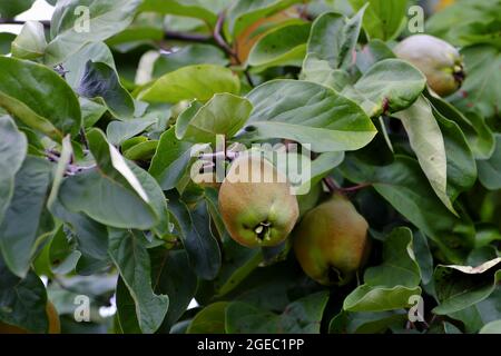 Bereczki-Quince, coing à la poire [Cydonia oblonga) sur l'arbre avant la récolte au début de l'été Banque D'Images