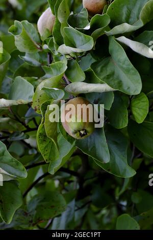 Bereczki-Quince, coing à la poire [Cydonia oblonga) sur l'arbre avant la récolte au début de l'été Banque D'Images