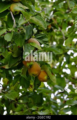 Bereczki-Quince, coing à la poire [Cydonia oblonga) sur l'arbre avant la récolte au début de l'été Banque D'Images