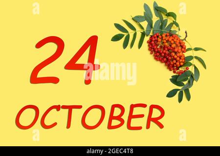 24 octobre. Branche de Rowan avec baies rouges et orange et feuilles vertes et date du 24 octobre sur fond jaune. Automne mois, jour du Banque D'Images