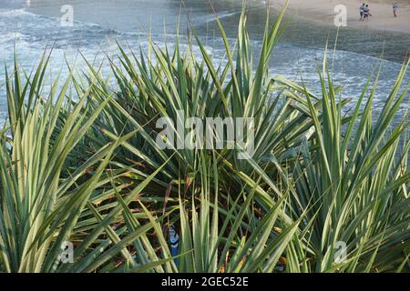 Screwpine parfumée (Pandanus fascicularis, Pandanus odoriger, Pandanus tectorius) avec fond naturel. Banque D'Images