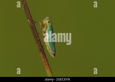 Une trémie à feuilles vertes, Cicadella viridis, reposant sur une tige de plante. Banque D'Images