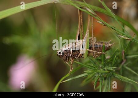 Un rare Bog Bush-Cricket, Metrioptera brachyptera, reposant sur un Gorse Bush. Banque D'Images