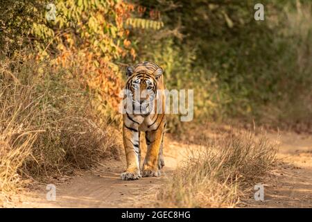 tigre du bengale royal sauvage tête de marche sur portrait dans la faune safari au parc national de ranthambore ou de la réserve de tigres rajasthan inde - panthera tigris Banque D'Images