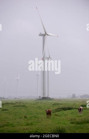 Moorhusen, Allemagne. 17 août 2021. Vaches debout sous la pluie devant des éoliennes et nuages de pluie gris denses sur un pré. Credit: Jonas Walzberg/dpa/Alay Live News Banque D'Images