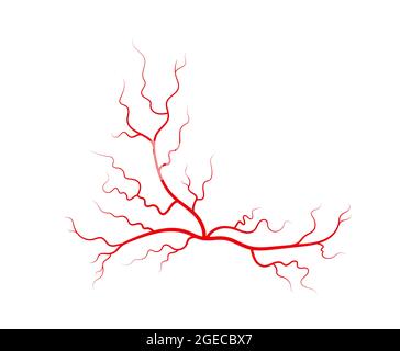 Veines et artères humaines. Vaisseaux sanguins et capillaires en forme d'araignée à ramification rouge. Illustration vectorielle isolée sur fond blanc Illustration de Vecteur