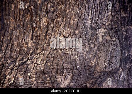 Motif de tronc d'arbre en écorce texture bois brun. Azadirachta indica écorce d'arbre. Banque D'Images