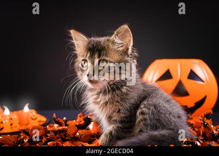 Chats d'Halloween. Chat rayé doux près d'une citrouille sur un fond noir. Animaux de compagnie de vacances. Banque D'Images