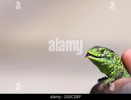 Reptile shot gros-up.lizard vert agile ( Lacerta viridis, Lacerta agilis ) gros plan, en se baquant sur l'arbre sous le soleil.Lizard mâle en saison d'accouplement sur un Banque D'Images