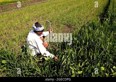 Agriculteur indien âgé qui détient une plante végétale dans son champ de blé et d'ail. Banque D'Images