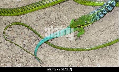 Serpent d'arbre vert d'Andaman, Dendrelaphis andamanensis, Anderson, 1871, NON VENIMEUX, COMMUNE endémique aux îles Andaman et Little Andaman Banque D'Images