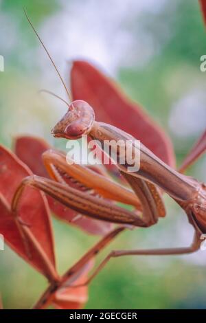 Mantis de prière de tons orange et marron perchée sur une branche avec des feuilles d'orange Banque D'Images