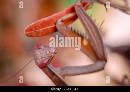 Mantis de prière de tons orange et marron perchée sur une branche avec des feuilles d'orange Banque D'Images