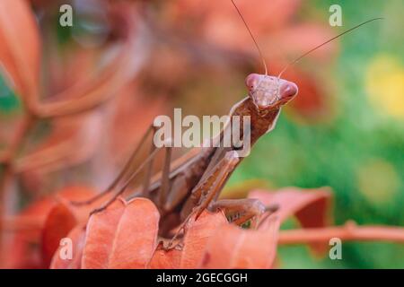 Mantis de prière de tons orange et marron perchée sur une branche avec des feuilles d'orange Banque D'Images