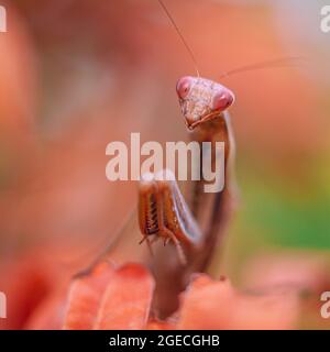 Mantis de prière de tons orange et marron perchée sur une branche avec des feuilles d'orange Banque D'Images