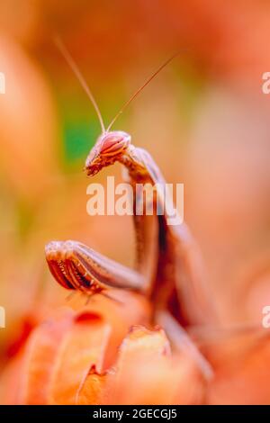 Mantis de prière de tons orange et marron perchée sur une branche avec des feuilles d'orange Banque D'Images