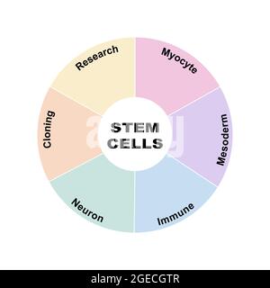 Concept de diagramme avec texte et mots clés des cellules souches. EPS 10 isolé sur fond blanc Illustration de Vecteur