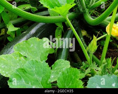 les courgettes poussent sur la plante des courgettes dans le jardin potager en terre ouverte, avec des courgettes vert foncé et des feuilles vert clair Banque D'Images