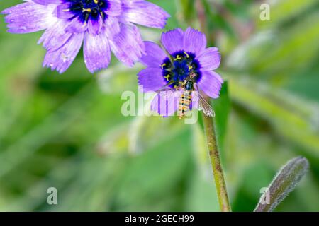 Un survole de marmelade ou Episyrphus balteatus sur une fleur bleue de Catananche caerulea ou de la dart de cupid dans le jardin en été Banque D'Images