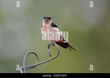 Barn Ugge, Hirundo rustica, Bandhavgarh, Madhya Pradesh, Inde Banque D'Images