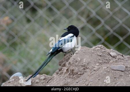 Magpie eurasienne, Pica pica, Ladakh, Jammu Cachemire, Inde Banque D'Images