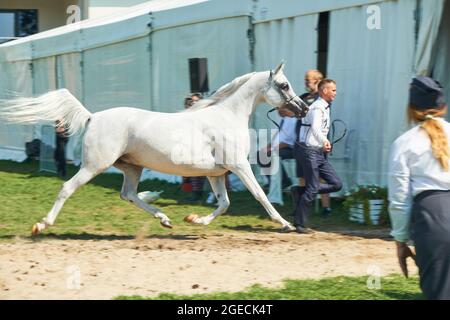 'Pride of Poland 2021' - festival annuel de chevaux arabes de classe mondiale. Comme une tradition de longue date, le festival a été la vente aux enchères de chevaux arabes de sang pur de la ferme de clous à Janow Podlaski, qui possède certains des plus beaux et coûteux pur chevaux arabes élevés sur le monde. Banque D'Images