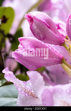 Bourgeons roses clairs prêts à fleurir sur une grande plante de rhododendron Banque D'Images