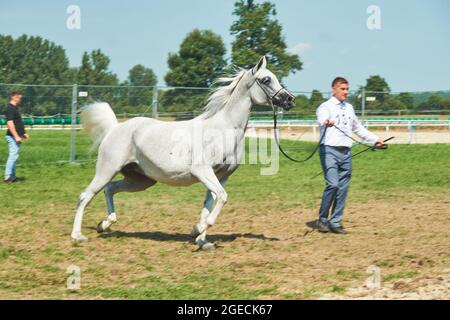 'Pride of Poland 2021' - festival annuel de chevaux arabes de classe mondiale. Comme une tradition de longue date, le festival a été la vente aux enchères de chevaux arabes de sang pur de la ferme de clous à Janow Podlaski, qui possède certains des plus beaux et coûteux pur chevaux arabes élevés sur le monde. Banque D'Images