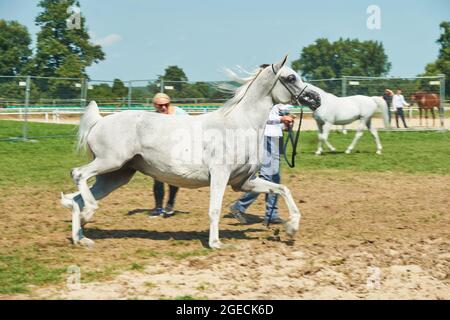 'Pride of Poland 2021' - festival annuel de chevaux arabes de classe mondiale. Comme une tradition de longue date, le festival a été la vente aux enchères de chevaux arabes de sang pur de la ferme de clous à Janow Podlaski, qui possède certains des plus beaux et coûteux pur chevaux arabes élevés sur le monde. Banque D'Images