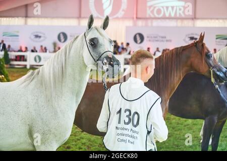 'Pride of Poland 2021' - festival annuel de chevaux arabes de classe mondiale. Comme une tradition de longue date, le festival a été la vente aux enchères de chevaux arabes de sang pur de la ferme de clous à Janow Podlaski, qui possède certains des plus beaux et coûteux pur chevaux arabes élevés sur le monde. Banque D'Images