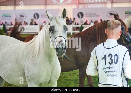 'Pride of Poland 2021' - festival annuel de chevaux arabes de classe mondiale. Comme une tradition de longue date, le festival a été la vente aux enchères de chevaux arabes de sang pur de la ferme de clous à Janow Podlaski, qui possède certains des plus beaux et coûteux pur chevaux arabes élevés sur le monde. Banque D'Images