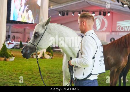 'Pride of Poland 2021' - festival annuel de chevaux arabes de classe mondiale. Comme une tradition de longue date, le festival a été la vente aux enchères de chevaux arabes de sang pur de la ferme de clous à Janow Podlaski, qui possède certains des plus beaux et coûteux pur chevaux arabes élevés sur le monde. Banque D'Images