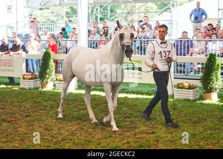 'Pride of Poland 2021' - festival annuel de chevaux arabes de classe mondiale. Comme une tradition de longue date, le festival a été la vente aux enchères de chevaux arabes de sang pur de la ferme de clous à Janow Podlaski, qui possède certains des plus beaux et coûteux pur chevaux arabes élevés sur le monde. Banque D'Images