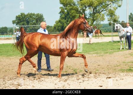 'Pride of Poland 2021' - festival annuel de chevaux arabes de classe mondiale. Comme une tradition de longue date, le festival a été la vente aux enchères de chevaux arabes de sang pur de la ferme de clous à Janow Podlaski, qui possède certains des plus beaux et coûteux pur chevaux arabes élevés sur le monde. Banque D'Images