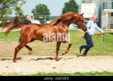 'Pride of Poland 2021' - festival annuel de chevaux arabes de classe mondiale. Comme une tradition de longue date, le festival a été la vente aux enchères de chevaux arabes de sang pur de la ferme de clous à Janow Podlaski, qui possède certains des plus beaux et coûteux pur chevaux arabes élevés sur le monde. Banque D'Images