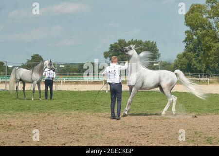 'Pride of Poland 2021' - festival annuel de chevaux arabes de classe mondiale. Comme une tradition de longue date, le festival a été la vente aux enchères de chevaux arabes de sang pur de la ferme de clous à Janow Podlaski, qui possède certains des plus beaux et coûteux pur chevaux arabes élevés sur le monde. Banque D'Images