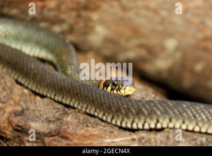 Serpents sauvages sur fond de bois, vie forestière, tête de serpent gros plan, gros plan animal. CopySpace. Banque D'Images