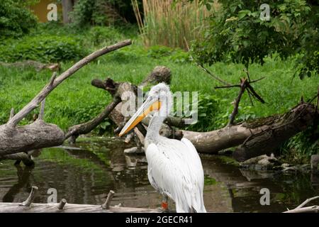 Un magnifique pélican dalmate (Pelecanus crispus) debout sur une bûche de bois. Mise au point sélective. Banque D'Images