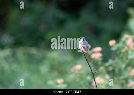 Une belle Prinia aschy (Prinia socialis), perchée sur une branche épineuse. Également appelé le wren-warbler cendrée. Attention sélective sur l'oiseau. Banque D'Images