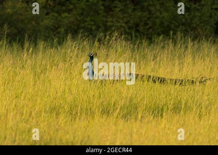 Un beau paon indien (Pavo cristatus) marchant dans des prairies ouvertes dans la lumière dorée du soir. Banque D'Images